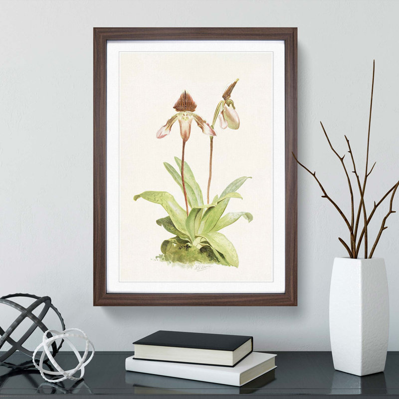 Magnolia Flowers Illustration Tab. 45 by Frederick Sander - Picture Frame Painting Print, 76cm H x 50cm W x 2cm D, Walnut