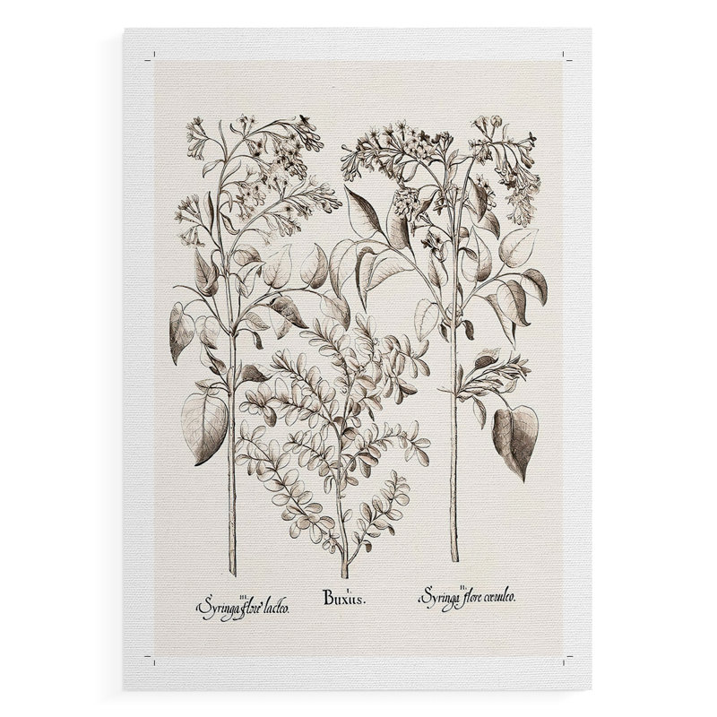 Sépia Besler Botanicals I - Impression sur toile seulement - NON-CADRE, H 18 po x l 12 po