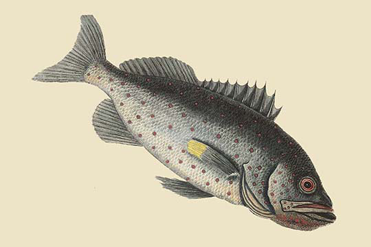 Reproduction d’art graphique, "rock fish" par mark catesby, H 28 po x l 42 po x P 1,5 po
