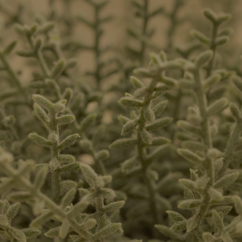 14cm Plant