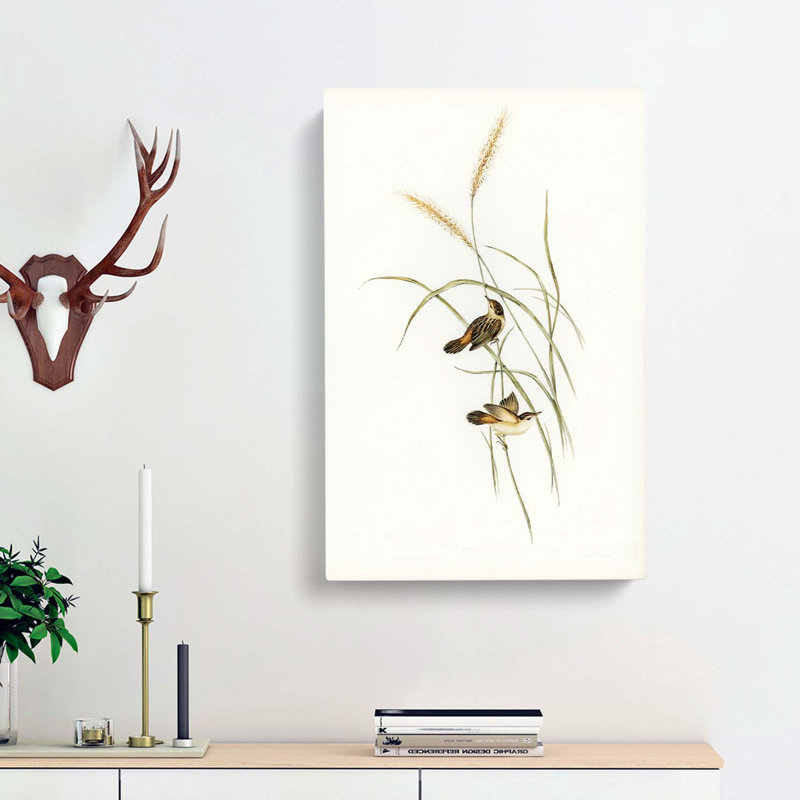 Square-Tailed Warbler by Elizabeth Gould - Wrapped Canvas, 50cm H x 35cm W x 3cm D