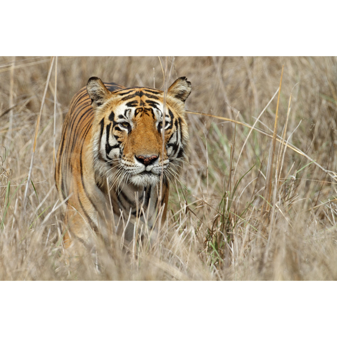 Leinwandbild Wild Bengalischer Tiger Männchen schleicht durch das Gras, Indien