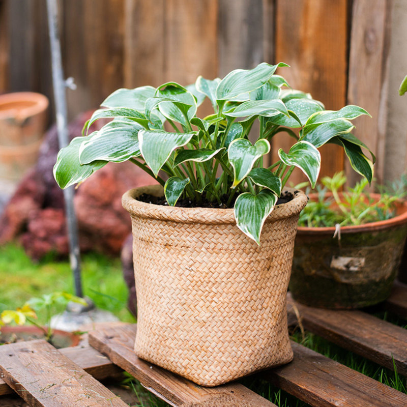 Leopoldo Handmade Pot Planter, 9.4" H x 9" W x 7.8" D