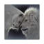 Lion Love by Collin Bogle - Print on Canvas-5729803-26527290
