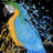 macaw parrot - 32"x32" art on canvas