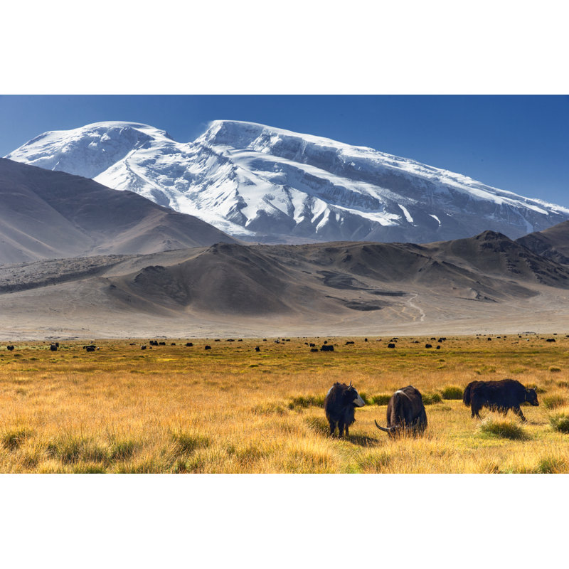 Yaks Grazing by Double_p - Wrapped Canvas Print, 20cm H x 30cm W x 3.8cm D
