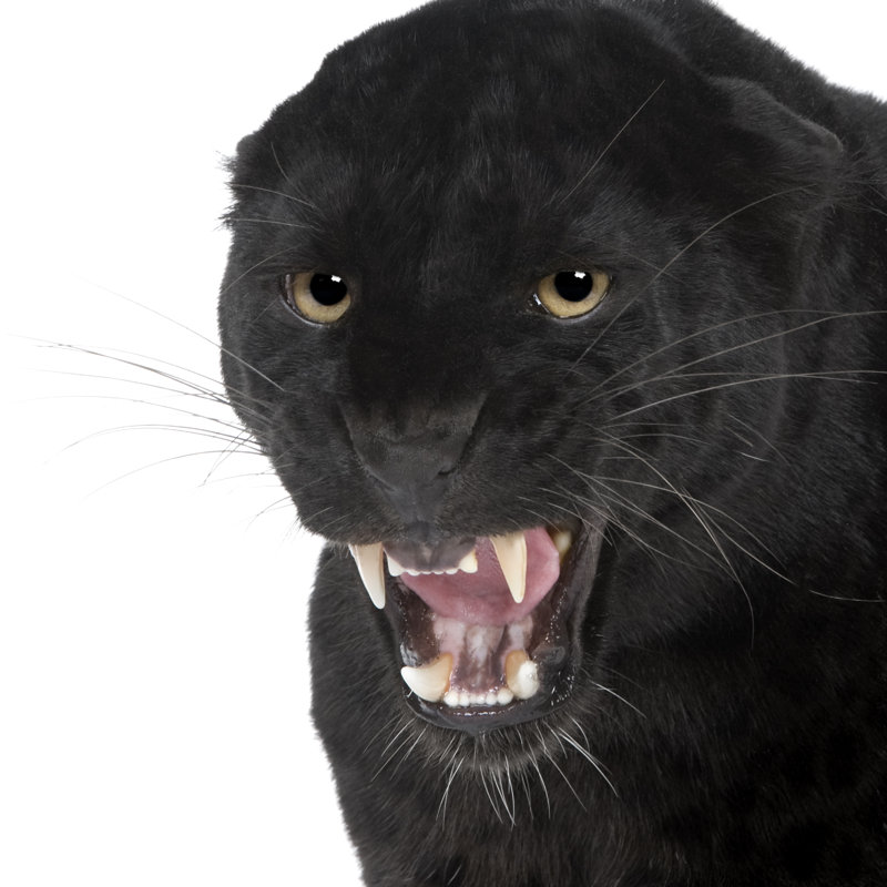 «Tamarac Black Leopard» sur toile par Globalp, H 12 po x l 12 po