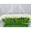 Tulip Stems in Vase-1883493160