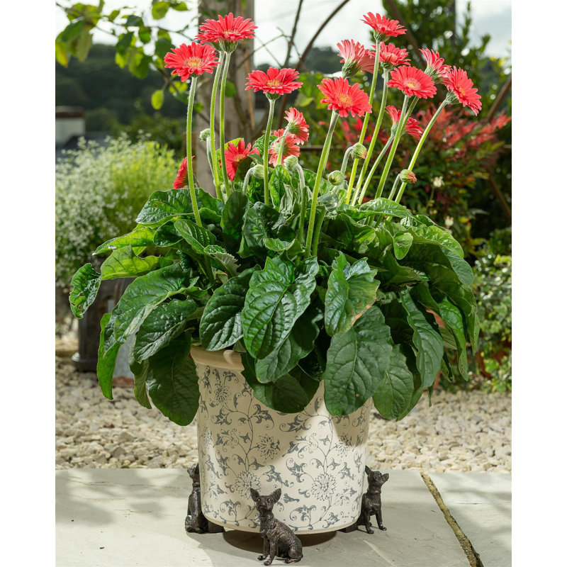 Bedelia Weather Resistant Planter Feet