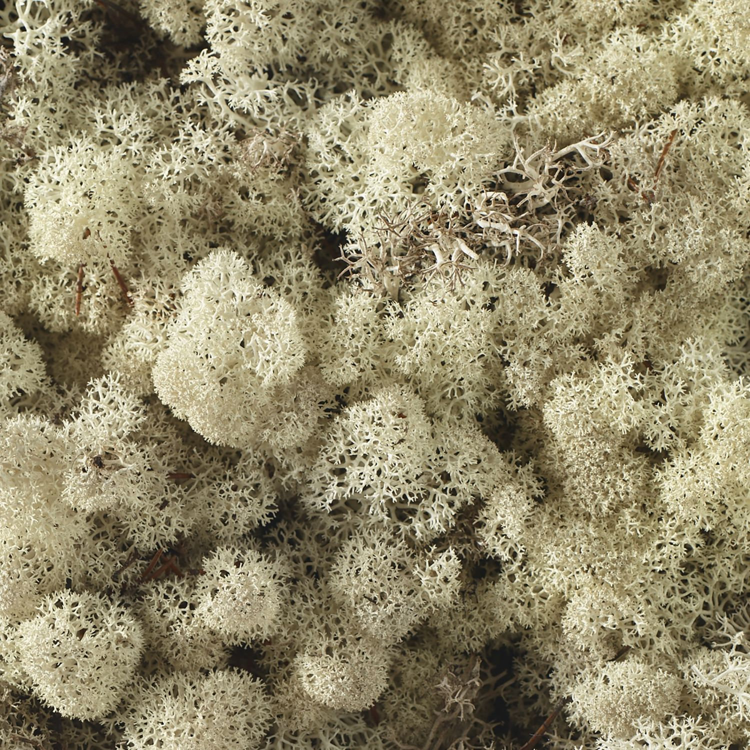 4" Preserved Moss Plant, White