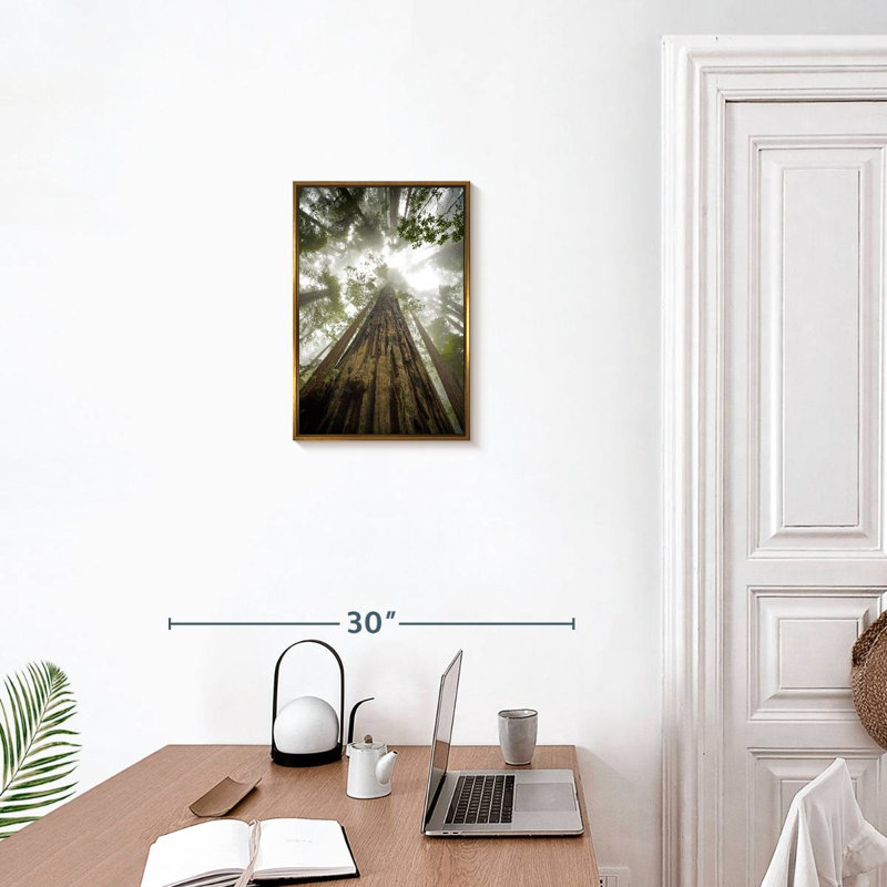 Sequoia Forest Redwoods, Floating Frame Gold, 13" x 19"