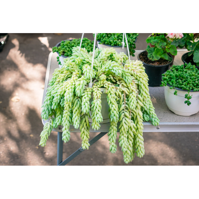 Sedum Morganianum by Iryna Imago - Wrapped Canvas Print, 30cm H x 46cm W