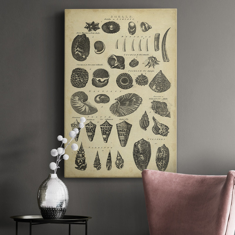Étude de coquillages II - Illustration sur toile tendue, H 27 po x l 16 po x P 1,5 po