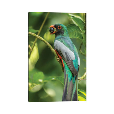 Costa Rica, La Selva Biological Research Station. Slaty-Tailed Trogon On Limb. by Jaynes Gallery - Wrapped Canvas Print