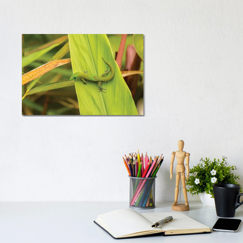 USA, Hawaii, Akaka Falls State Park. Gecko on large leaf. 1 Piece Wrapped Canvas Wall Art, 20.32cm H x 30.48cm W