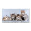 50cm W x 100cm L Glass Peel and Stick Panel