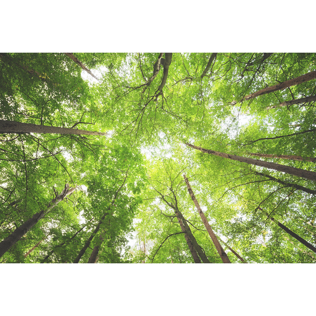 Bright Light Passing Through The Thick Forest Canopy by Rike_ - Drucken