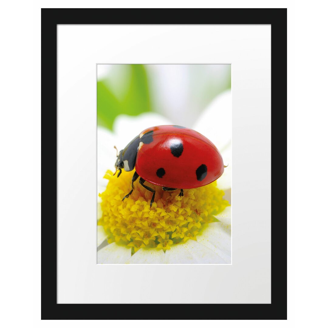 Marienkäfer auf einem Gänseblümchen Gerahmter Fotodruck Poster