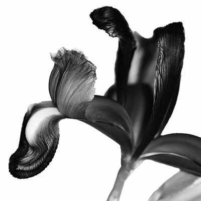 Iris I Black On White by David Pollard - Wrapped Canvas Art Prints