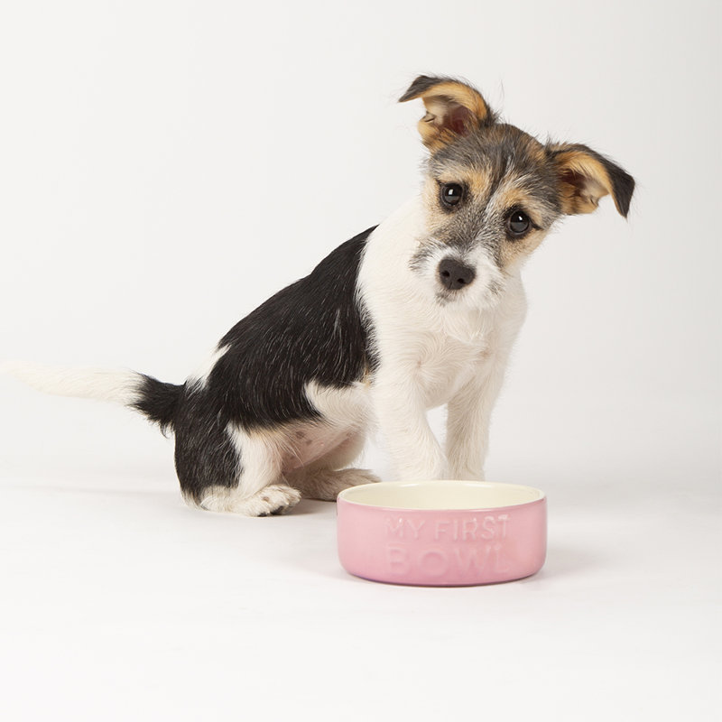 Pet Bowl