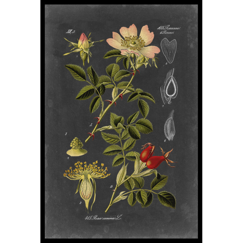 Midnight Botanical I by Vision Studio - Print, 30cm H x 20cm W, Paper Print