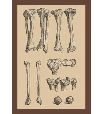 « leg os » par andreas vesalius, impression