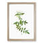 Jasmine Flowers by Pierre-Joseph Redoute - Picture Frame Graphic Art Print-55610109-55610110