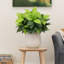19 po Artificielle plante de Dieffenbachia - ensemble de 6