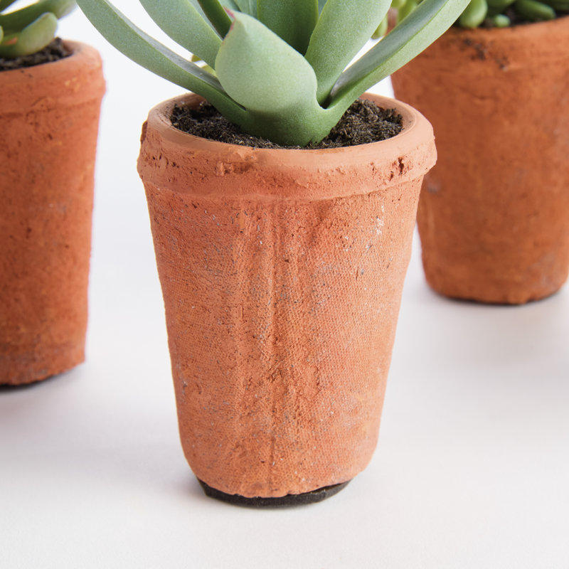 SUCCULENTS EN POT 8,5 po, ENSEMBLE DE 6