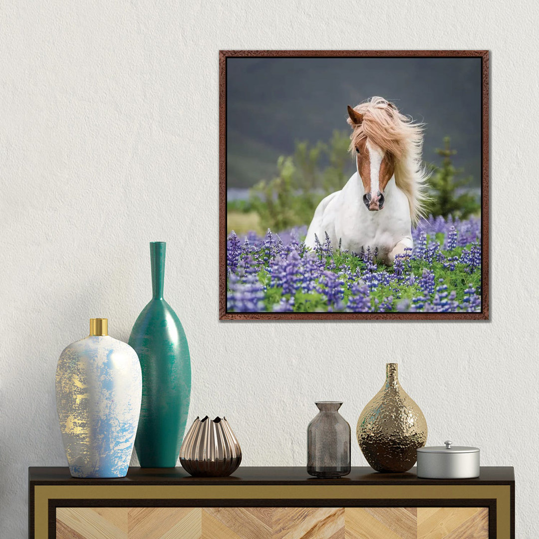 Leinwandbild Trotting Icelandic Horse II, Lupine Fields, Iceland