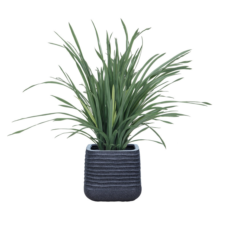 42,57 po de fausse citronnelle, Gris