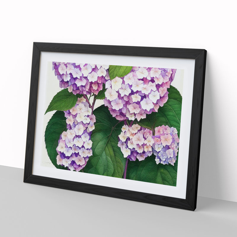 Watercolour Hydrangea Flowers Vol.3 - Framed Print, Black, 46cm H x 64cm W x 2cm D