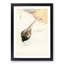 Pheasant Couple by Ohara Koson - Picture Frame Painting Print-55732061-55732064