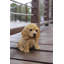 Statue Cocker Spaniel-44475141