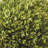 Alby 5 Piece PG Topiaries Potted Set