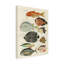 "Renard Tropical Fish VI" sur toile-98232787