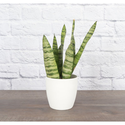Live Zeylancia Snake Plant in Classic Pot