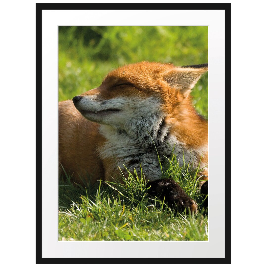 Gerahmtes Poster Fuchs im Gras