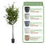Pots ronds en résine artificielle avec plateau d'eucalyptus artificiel et résine-625293331-627181857