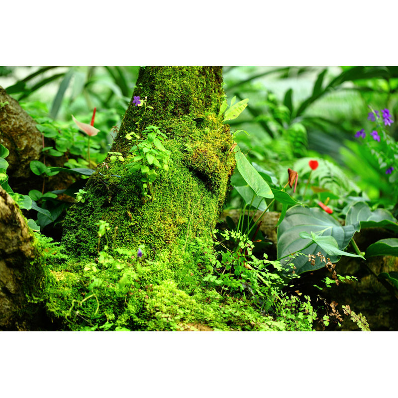 «Tropical Rainforest Landscape» par Leungchopan, photographie sur toile tendue, L 12 po x H 8 po