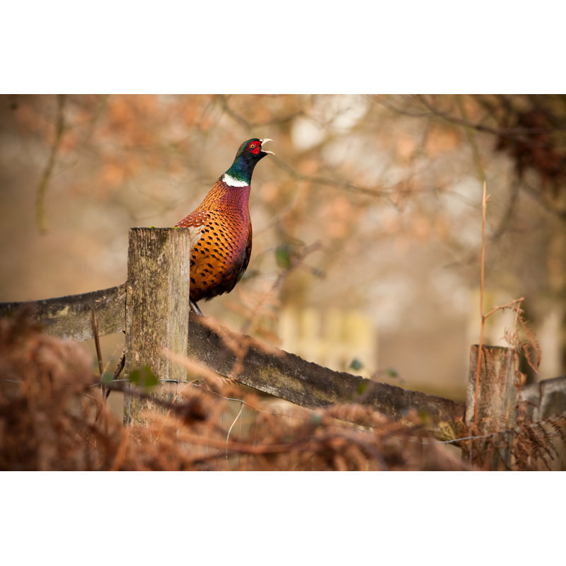 Common Pheasant by Damiankuzdak, 20" H x 30" W