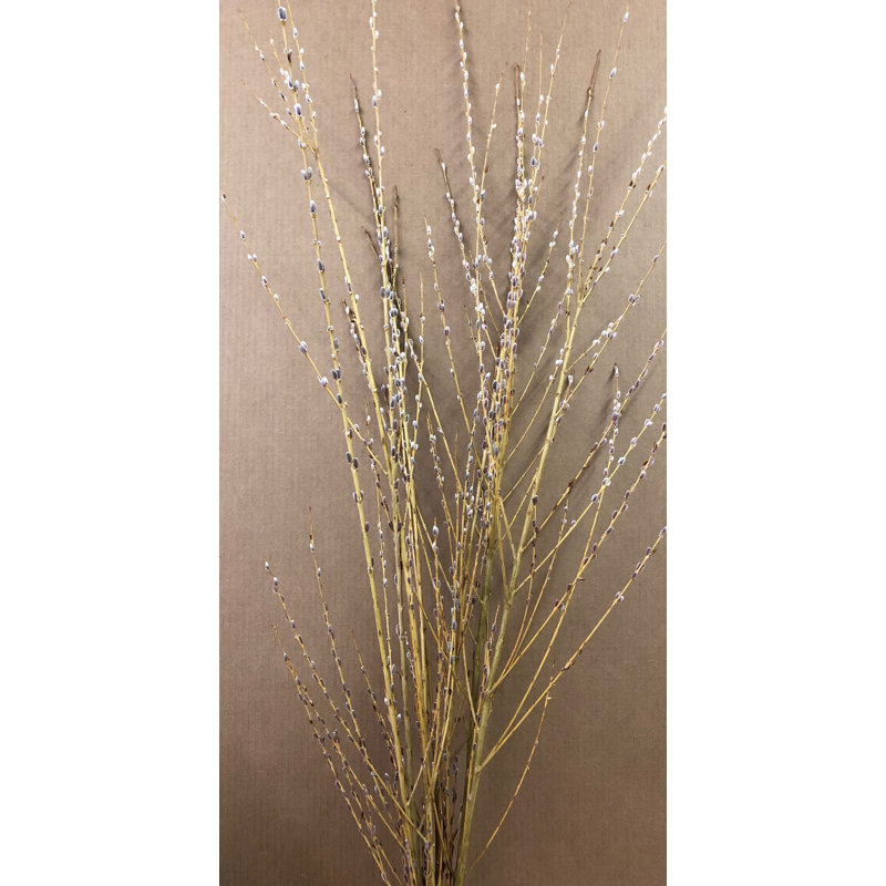Tiges de fleurs saule willow heirloom
