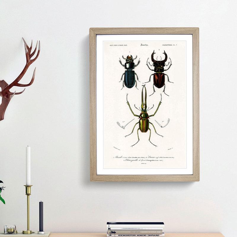 Beetle Illustrations PL.7 by Charles D'Orbigny - Single Picture Frame Print, 63cm H x 45cm W x 2cm D, Oak Framed