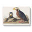 Tufted Puffin Bird by John Audubon - Wrapped Canvas-55361521