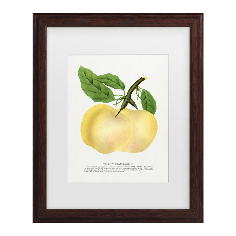 Bolog Botanical Specimen Transparent Apple Lithograph Matted Framed Art, 22.75" H x 18.75" W