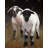 Two Lambs - Framed Canvas for Living Room Decor