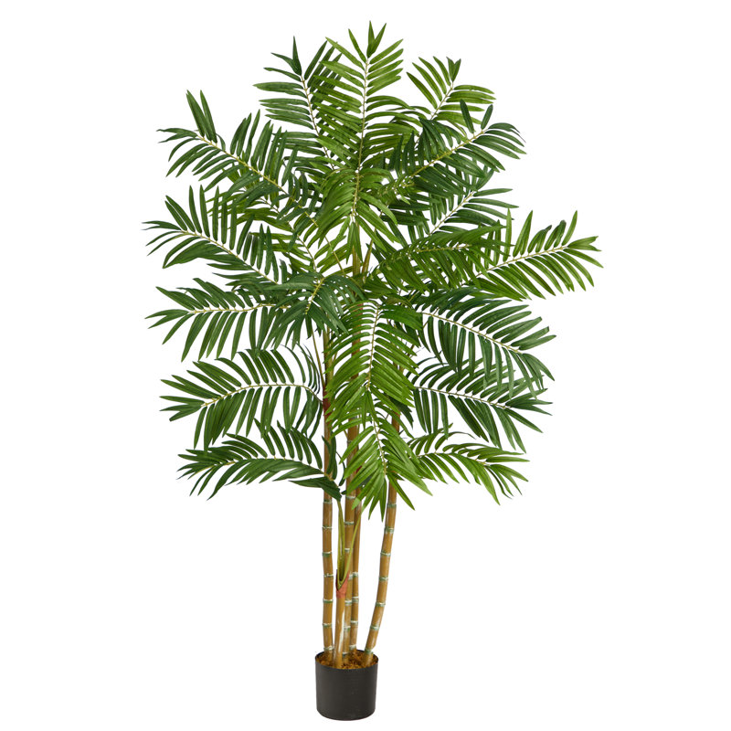 5 pi. Palmier Areca