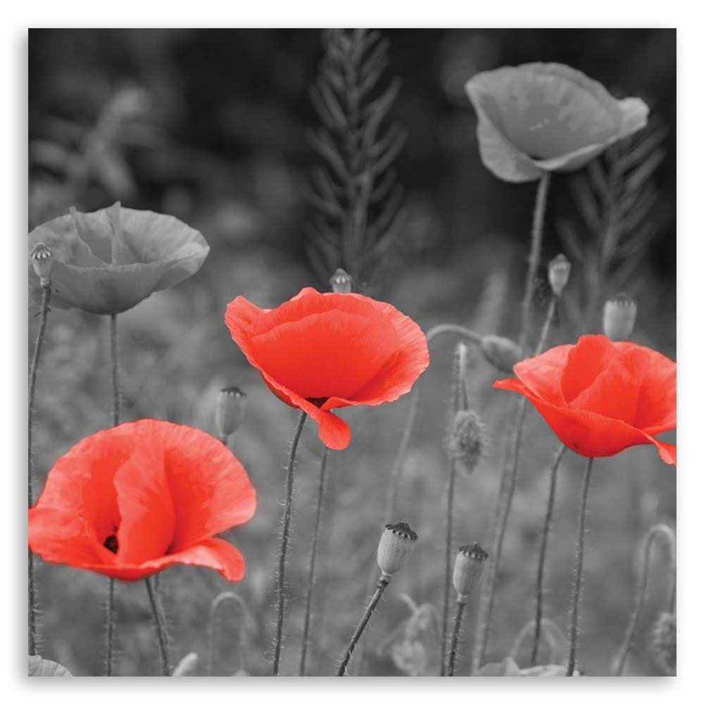 Leinwandbild Field poppies