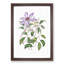 Violet Clematis Flowers - Picture Frame Painting Print-55605553-55605557