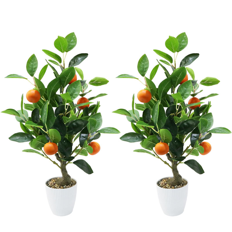 50cm Plant